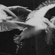 ©Étienne-Jules Marey (1882) ©Étienne-Jules Marey (1882)